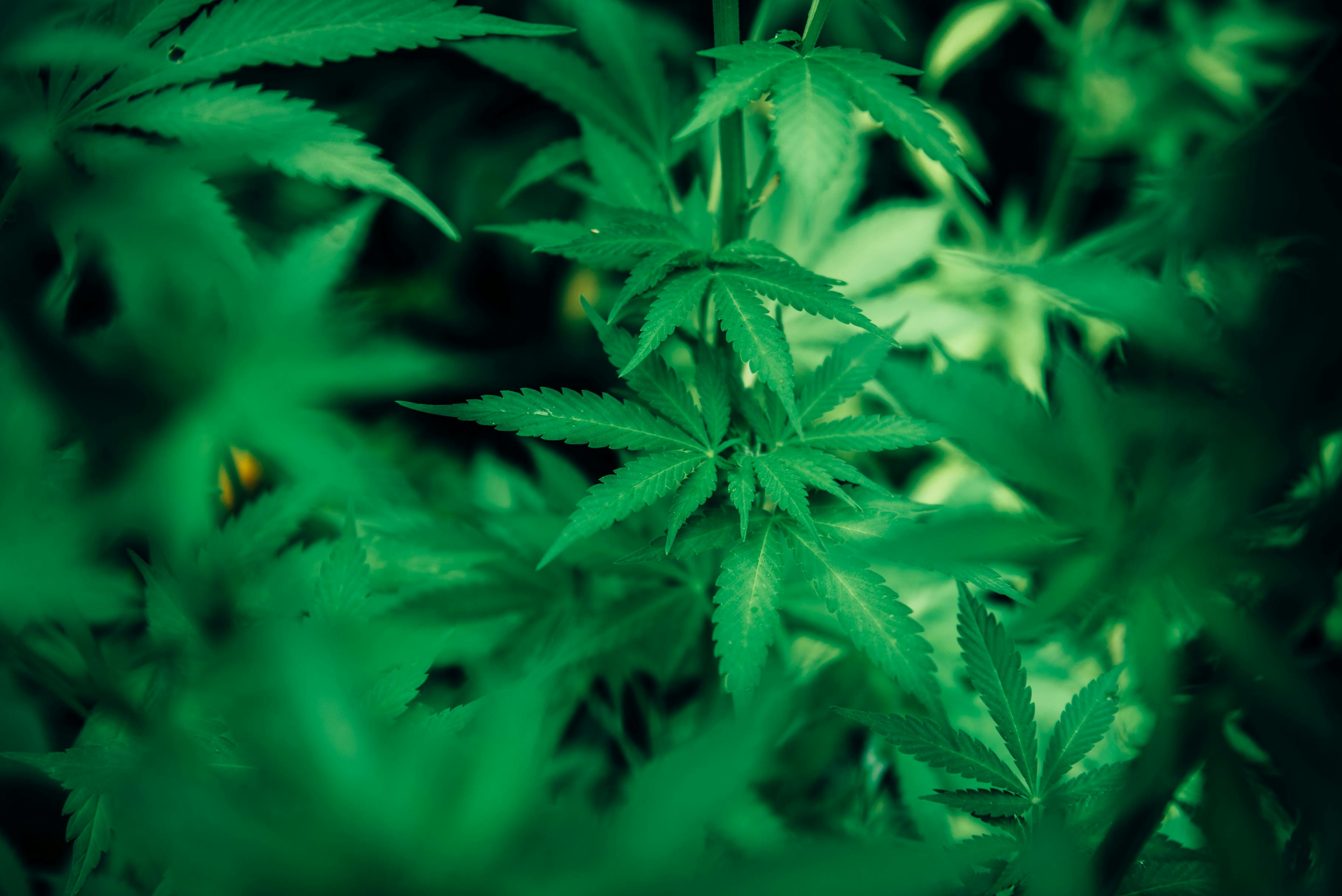 Hemp Protein-2